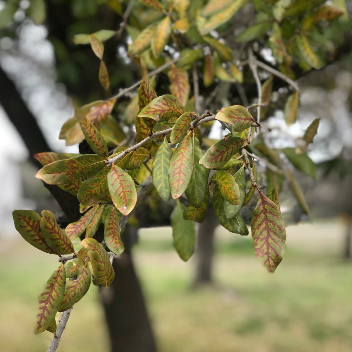 Prevent the spread of oak wilt in Texas